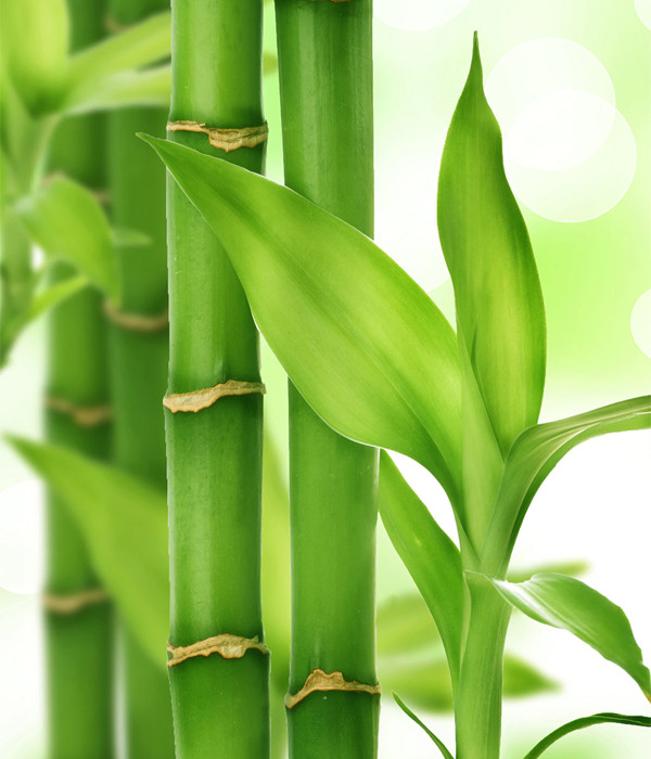 Bambusa Bamboo Image