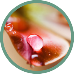 Rain With White Noise 8 Hr