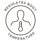 Regulates Body temperature