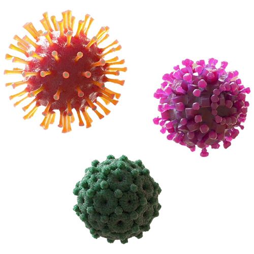 Viruses and Bacteria