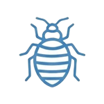 Bed Bugs