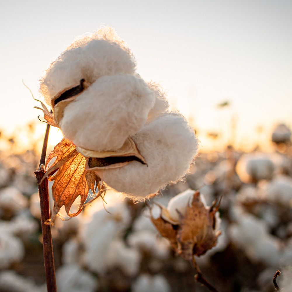 Cotton Quilted Mattress Protector